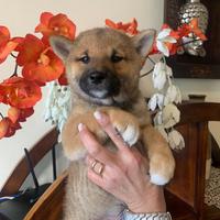 Shiba Inu cucciolo rosso