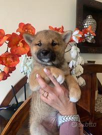 Shiba Inu cucciolo rosso