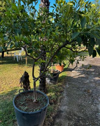 3 piante di limone in vaso sane e ben curate