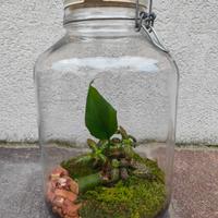 Terrario in vetro con piante - filodendro+fittonia