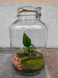 Terrario in vetro con piante - filodendro+fittonia