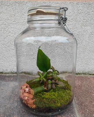 Terrario in vetro con piante - filodendro+fittonia