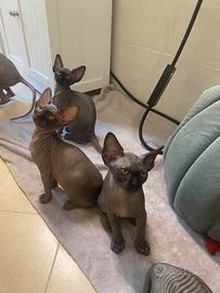 Sphynx canadese