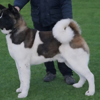 Akita americano