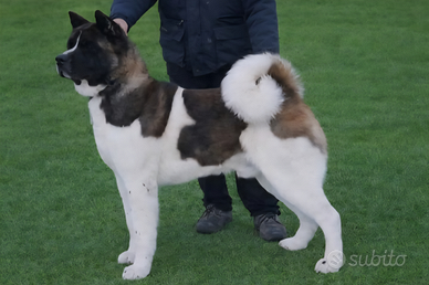 Akita americano