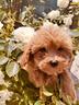vasta-scelta-di-maltipoo-pagabile-a-rate