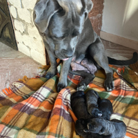 Cane corso