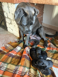 Cane corso