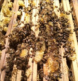 Api famiglie sane e forti