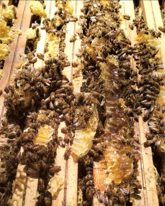 Api famiglie sane e forti