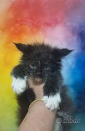 Maine Coon Cucciolo smoke con bianco