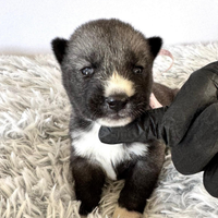 Cuccioli Siberian Husky di alta genealogia