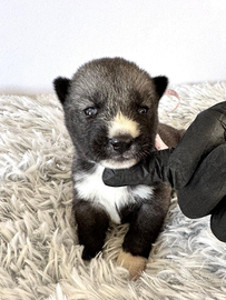Cuccioli Siberian Husky di alta genealogia