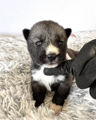 Cuccioli Siberian Husky di alta genealogia