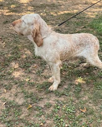 Spinone italiano