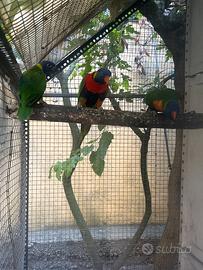 Lori Arcobaleno