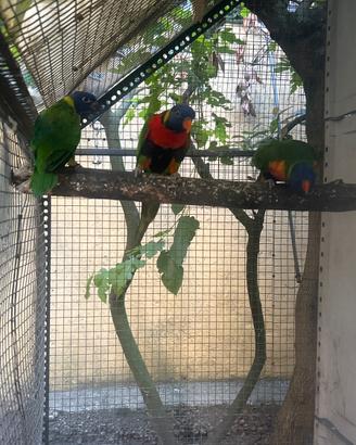 Lori Arcobaleno