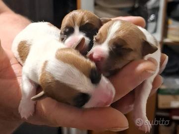 Cuccioli di Jack Russell