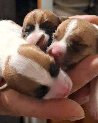Cuccioli di Jack Russell