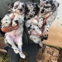 Simil Pastore della Lessinia e del Lagorai