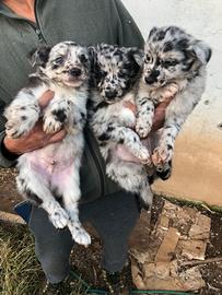 Simil Pastore della Lessinia e del Lagorai