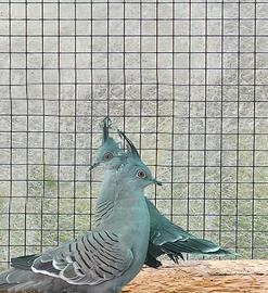 Tortora ciuffata australiana c