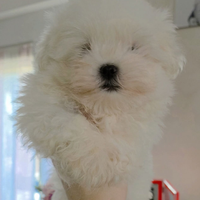 Maltese coreano pedigree Enci maschio