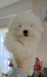 Maltese coreano pedigree Enci maschio