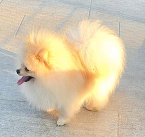 Volpino di pomerania pedigree