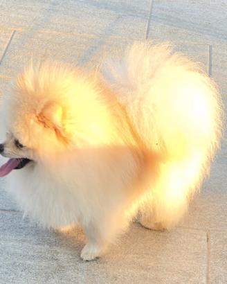 Volpino di pomerania pedigree