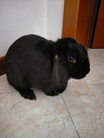 Coniglietto ariete nano con gabbia e trasportino