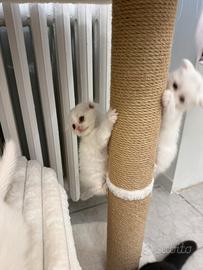 Scottish Fold