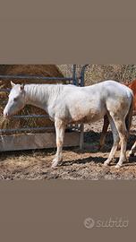 Appaloosa puledra 1 anno bollino oro