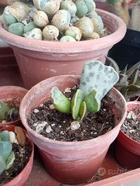 Adromischus cooperi