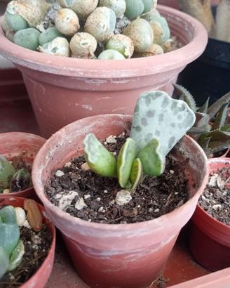 Adromischus cooperi