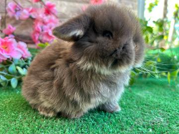 Coniglio nano minilop choco otter