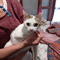 Gattino di 7mesi pelo bianco