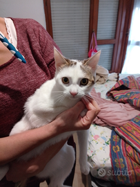 Gattino di 7mesi pelo bianco