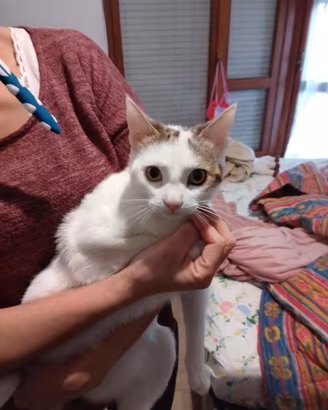 Gattino di 7mesi pelo bianco