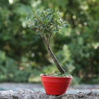 Bonsai Sughera