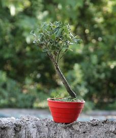 Bonsai Sughera