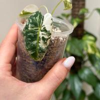 Alocasia frydek variegata baby plant