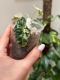 Alocasia frydek variegata baby plant