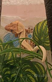 Geco ciliatus