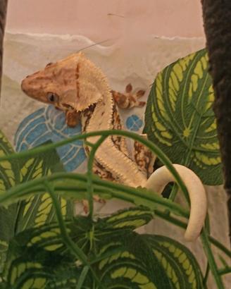 Geco ciliatus
