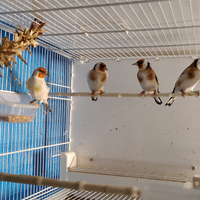 Cardellini Major port. OPALE