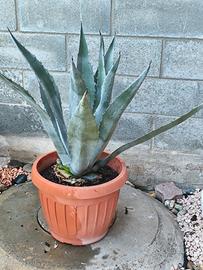 Pianta di agave 