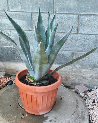 Pianta di agave 