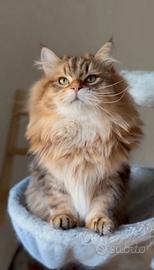 Gatto siberiano ipoallergenico