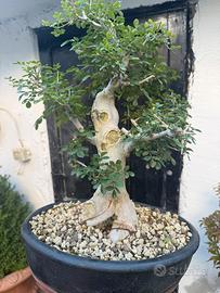 Bonsai frassino